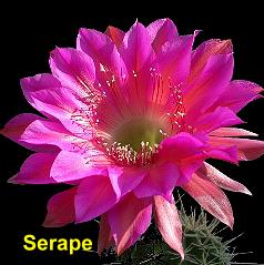 Serape.4.2.jpg 
